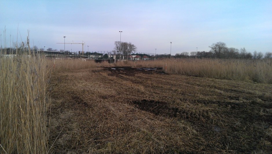 Fläche D im Projekt Diedrichshäger Moor nach Fertigstellung des Ausgleichsmaßnahme seitens ROSTOCK PORT.