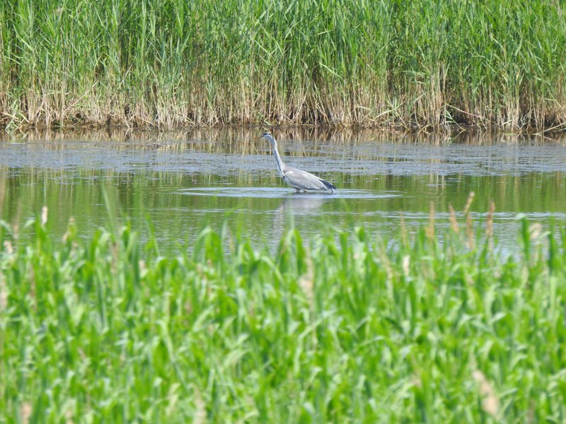 Ein Graureiher steht im flachen Wasser inmitten einer grünen Schilflandschaft im Projekt Diedrichshäger Moor