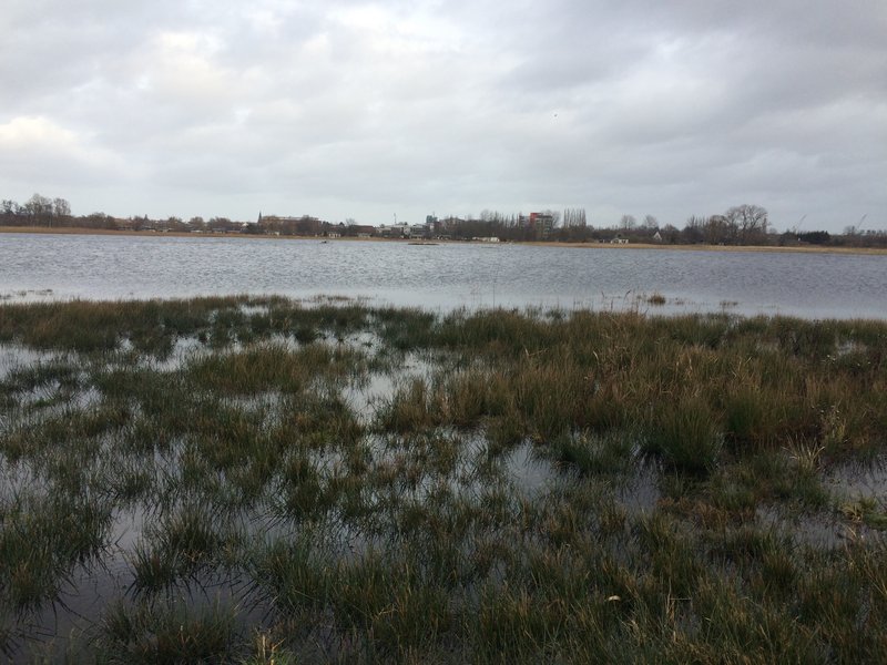 Fläche B im Projekt Diedrichshäger Moor nach Fertigstellung des Ausgleichsmaßnahme seitens ROSTOCK PORT.