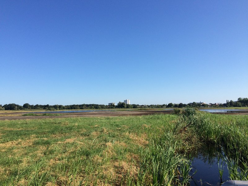 Fläche B im Projekt Diedrichshäger Moor nach Fertigstellung des Ausgleichsmaßnahme seitens ROSTOCK PORT.