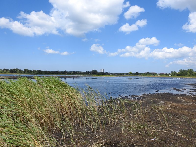 Fläche B im Projekt Diedrichshäger Moor nach Fertigstellung des Ausgleichsmaßnahme seitens ROSTOCK PORT.