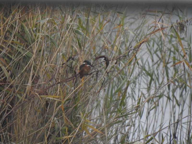 Fläche B im Projekt Diedrichshäger Moor nach Fertigstellung des Ausgleichsmaßnahme seitens ROSTOCK PORT. Ein Eisvogel sitzt auf einem dünnen Zweig inmitten von dichtem Schilf an einem Gewässer.