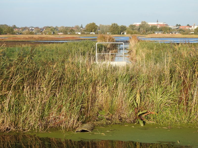 Ein kleines Metallgeländer inmitten einer grünen, von Wasserläufen durchzogenen Schilflandschaft im Projekt Diedrichshäger Moor
