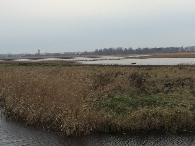 Eine weite, überschwemmte Schilf- und Wiesenlandschaft im Projekt Diedrichshäger Moor