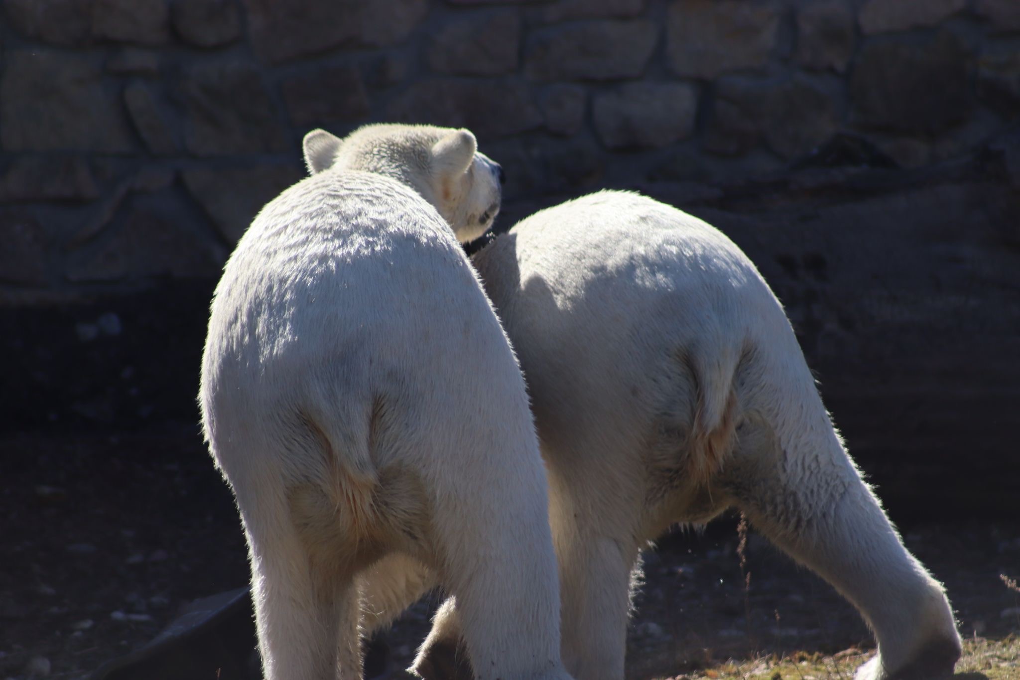 Eisbären Skadi und Kaja im neuen Zuhause