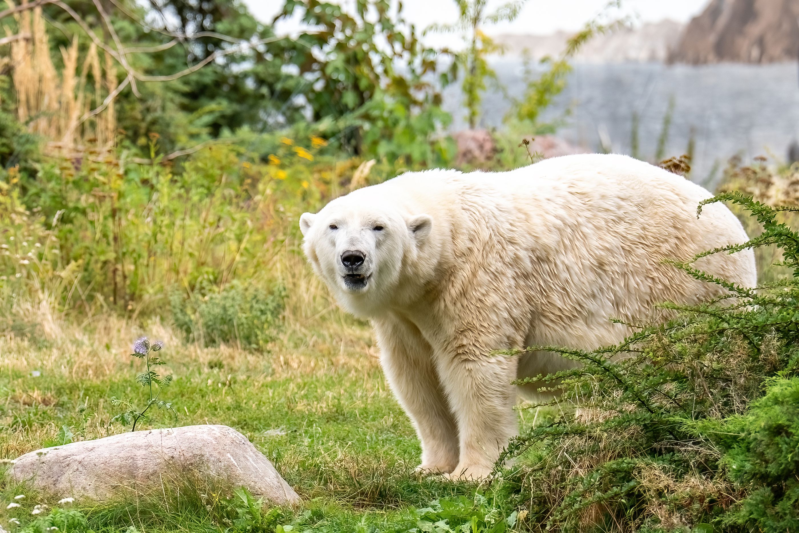 Gemeinsam für die Zukunft der Eisbären